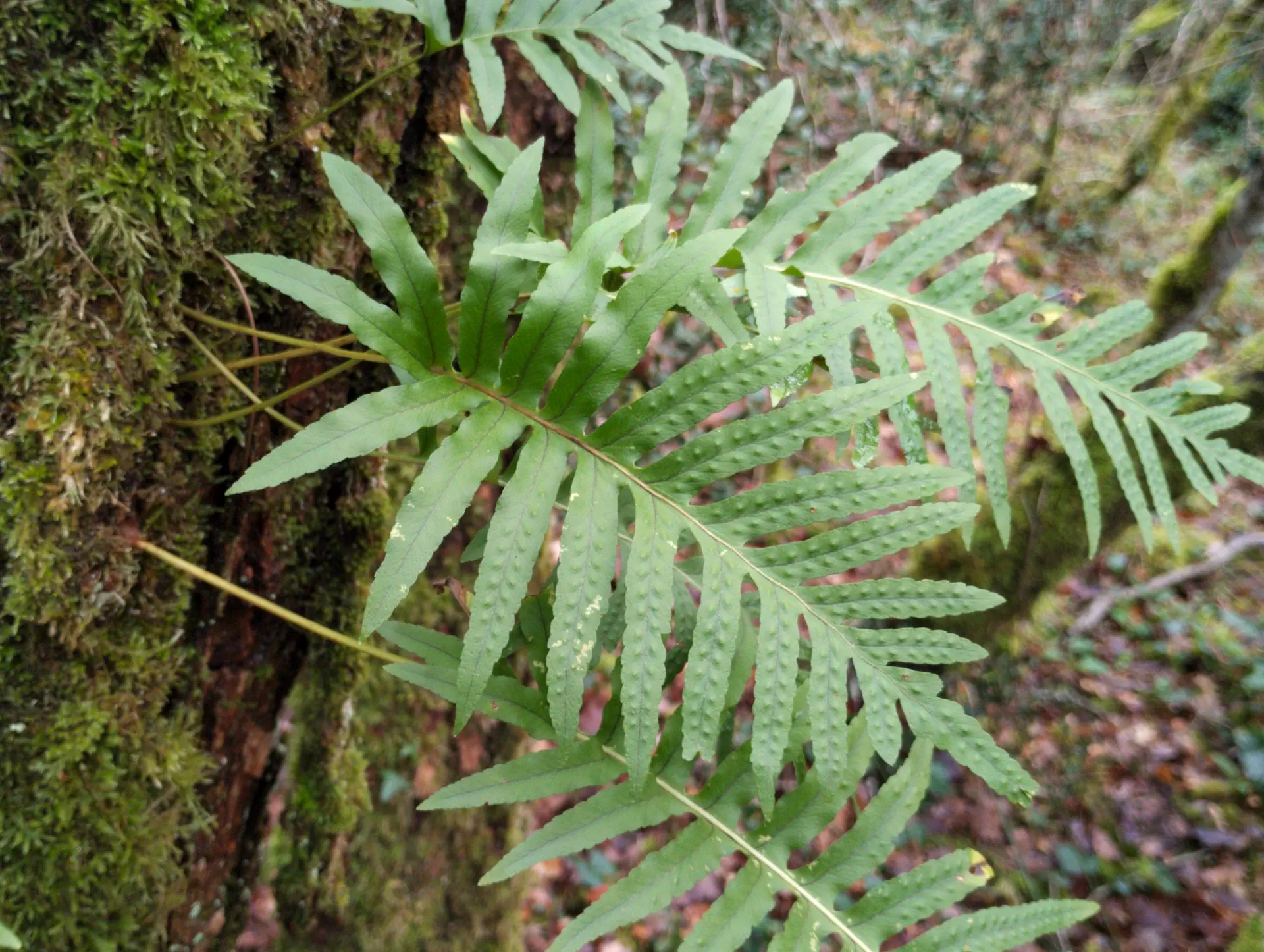 img/polypodium-cambricum-5.webp