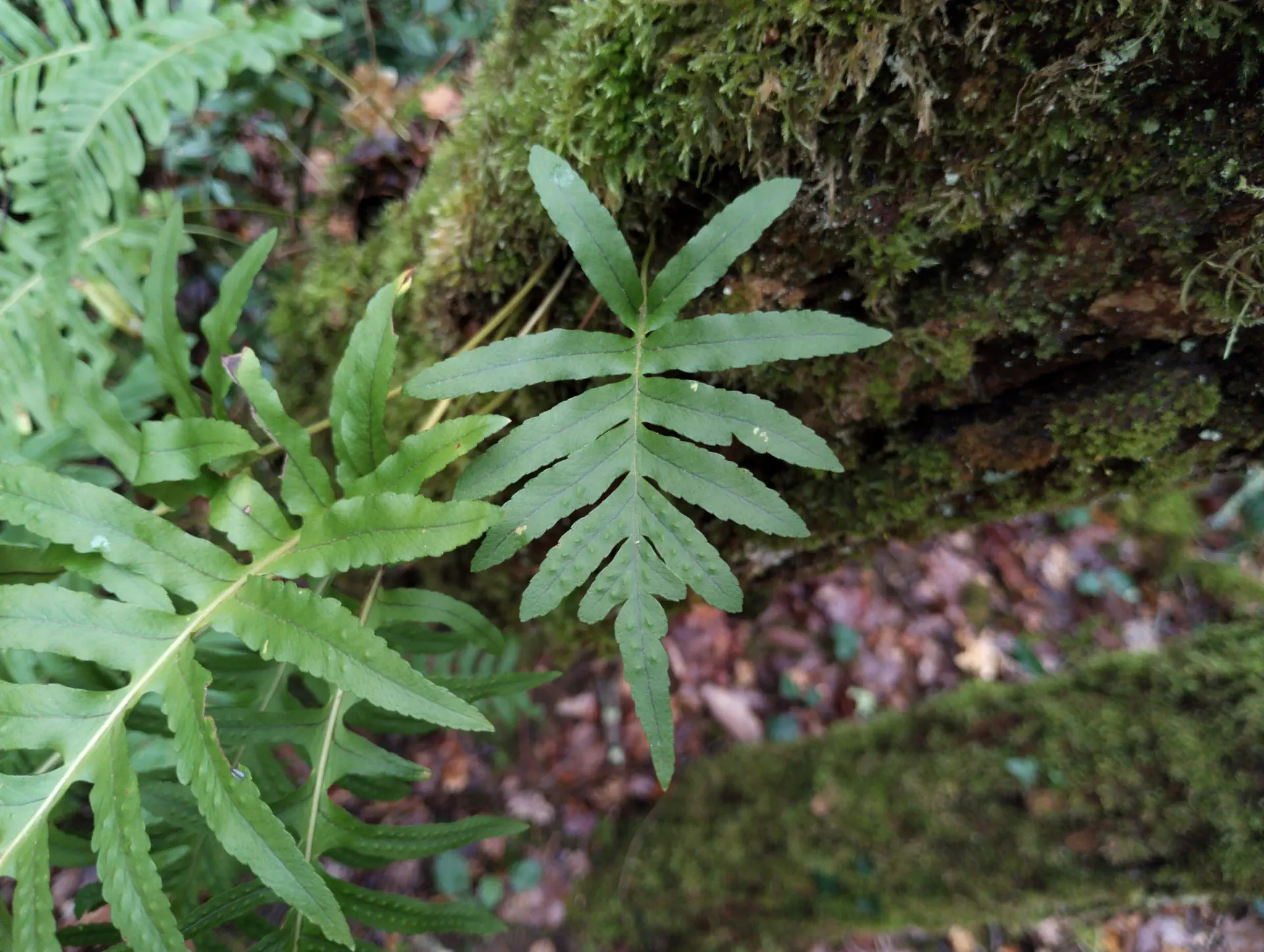 img/polypodium-cambricum-6.webp