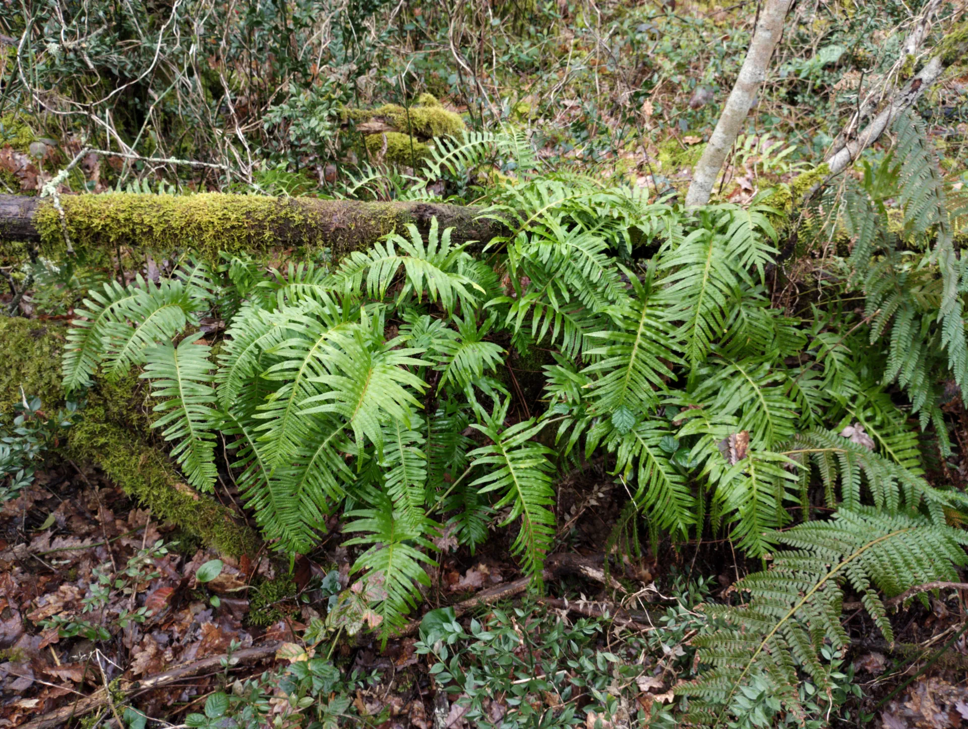 img/polypodium-cambricum-7.webp