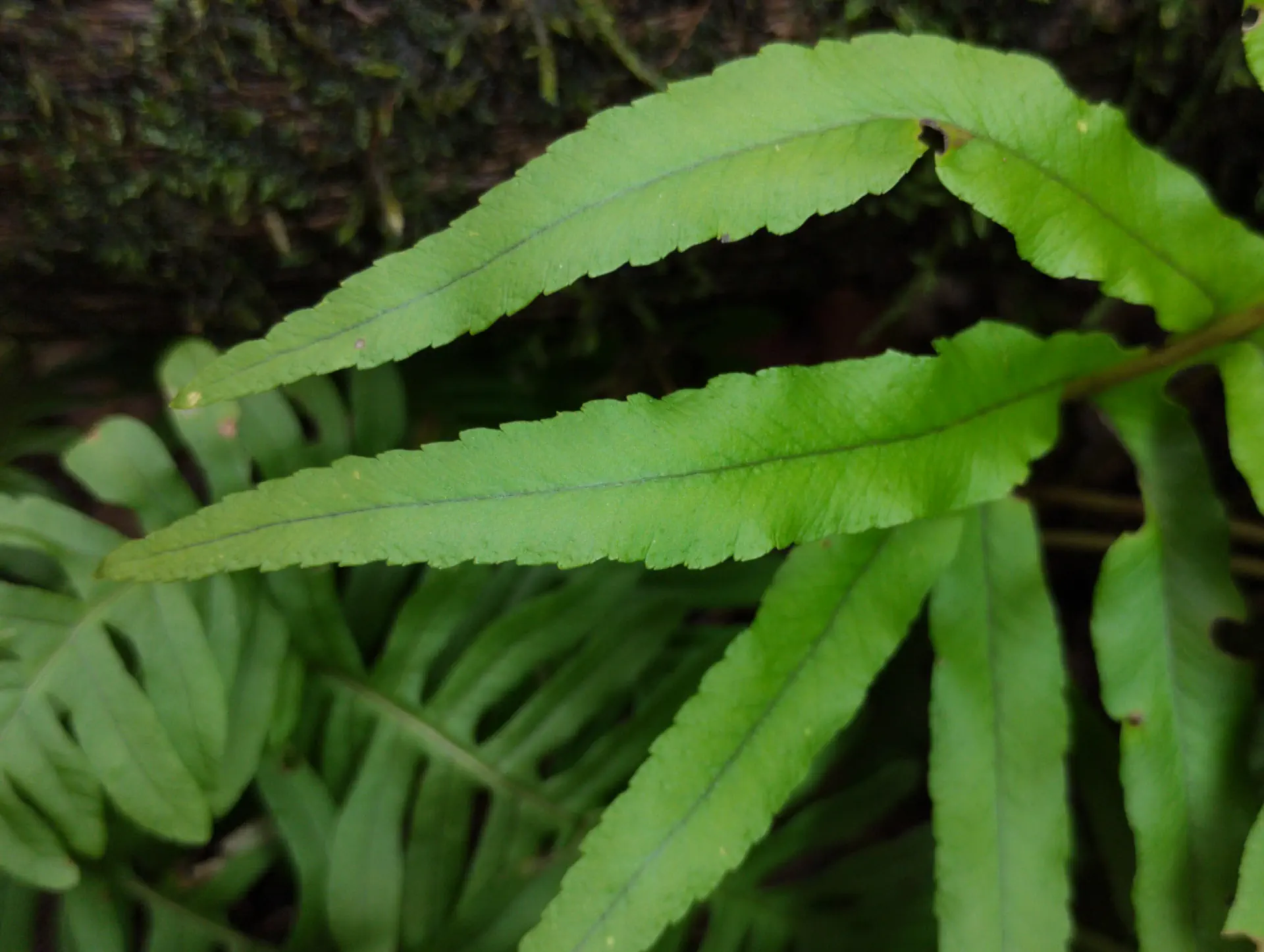 img/polypodium-cambricum-8.webp