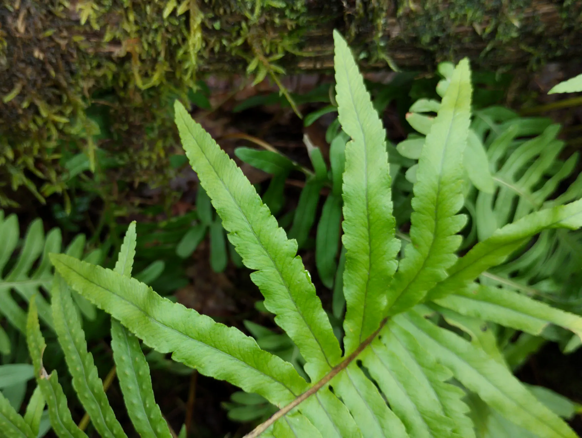 img/polypodium-cambricum-9.webp