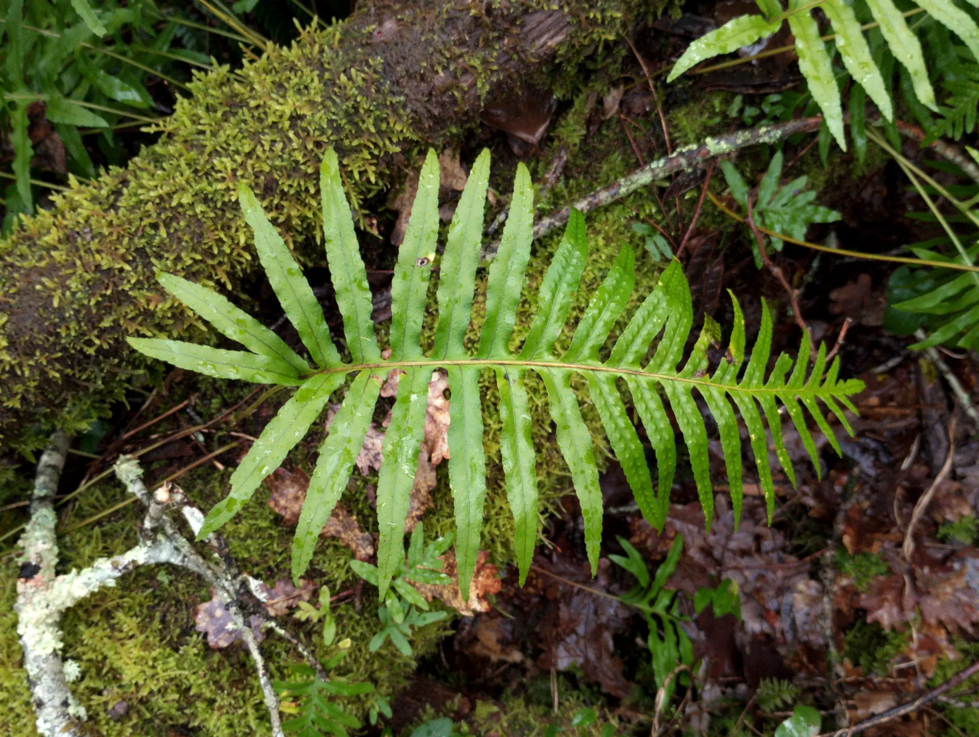 img/polypodium-cambricum.webp