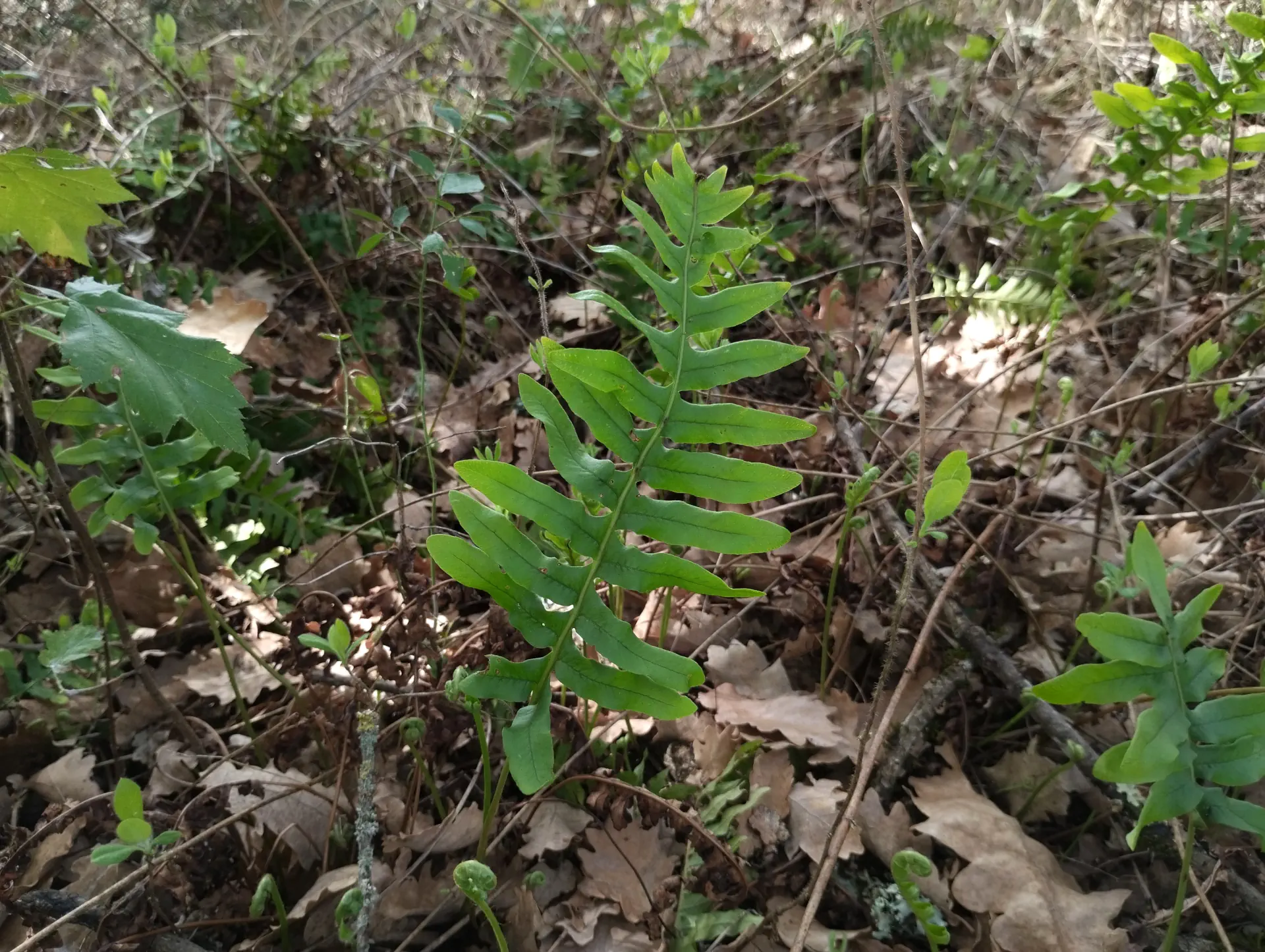 img/polypodium-interjectum-10.webp