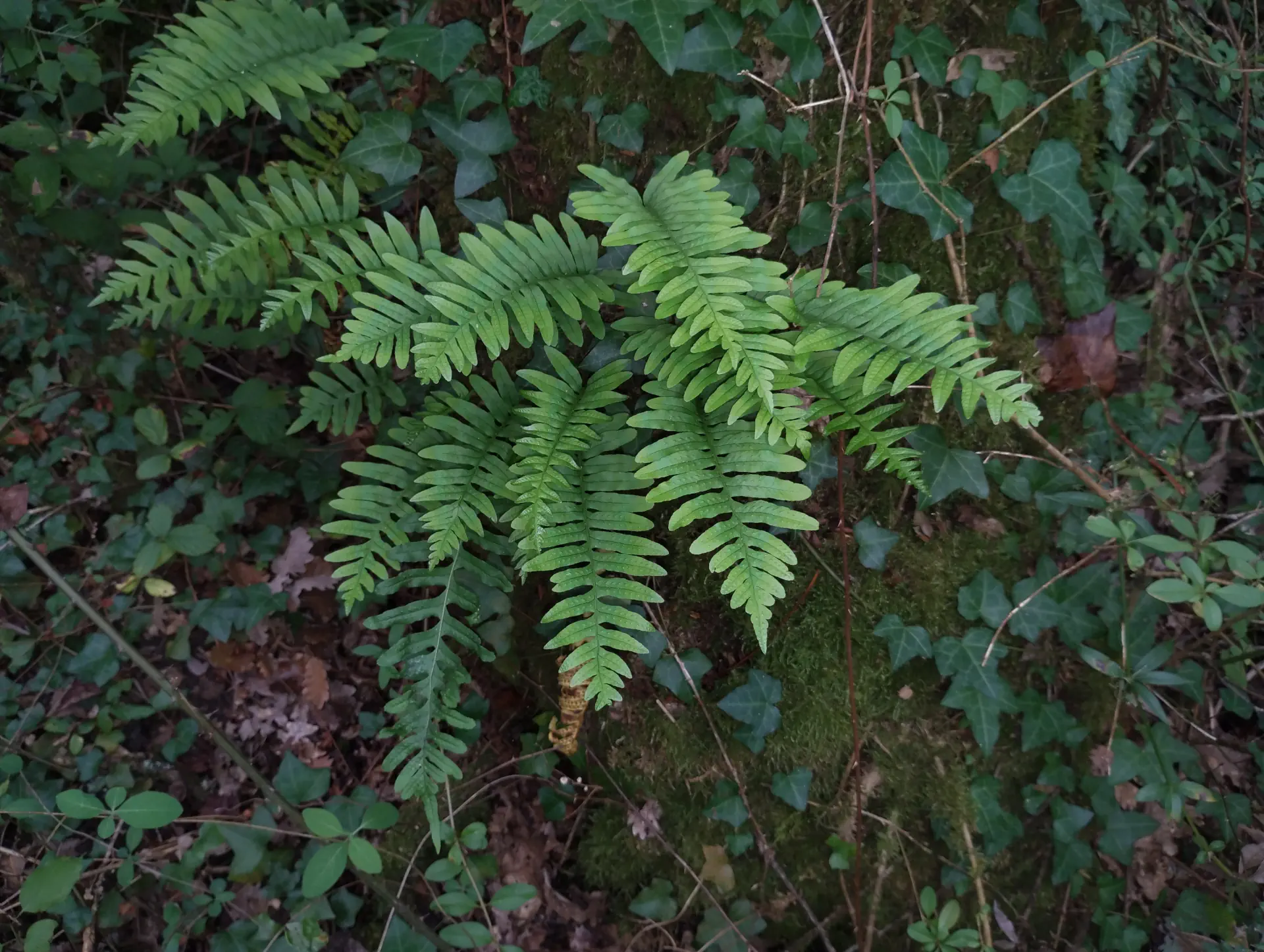 img/polypodium-interjectum-11.webp