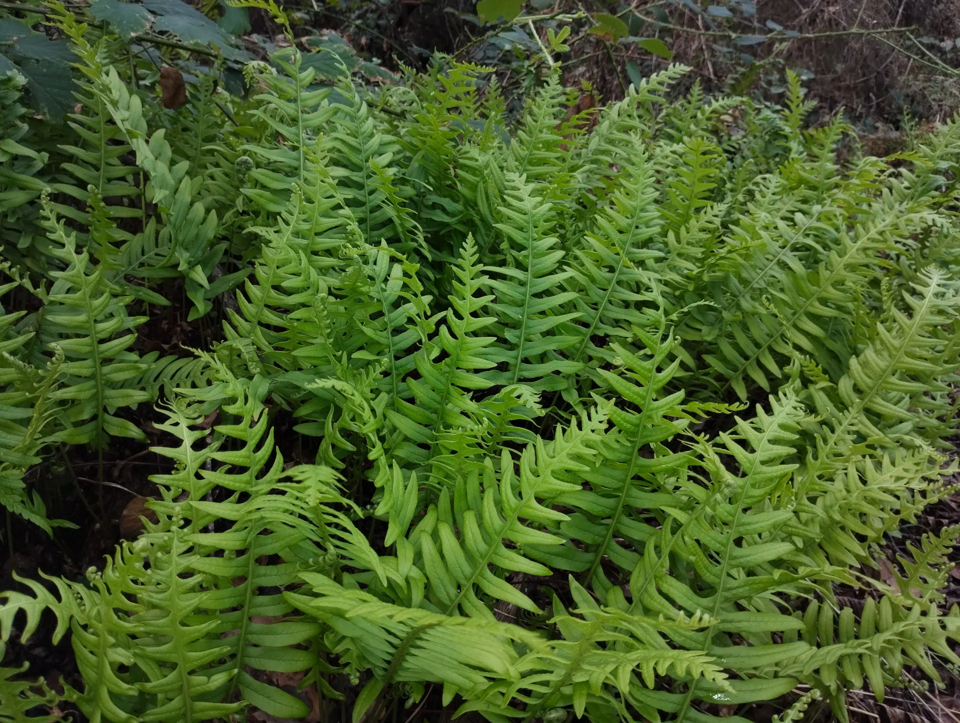 img/polypodium-interjectum-12.webp