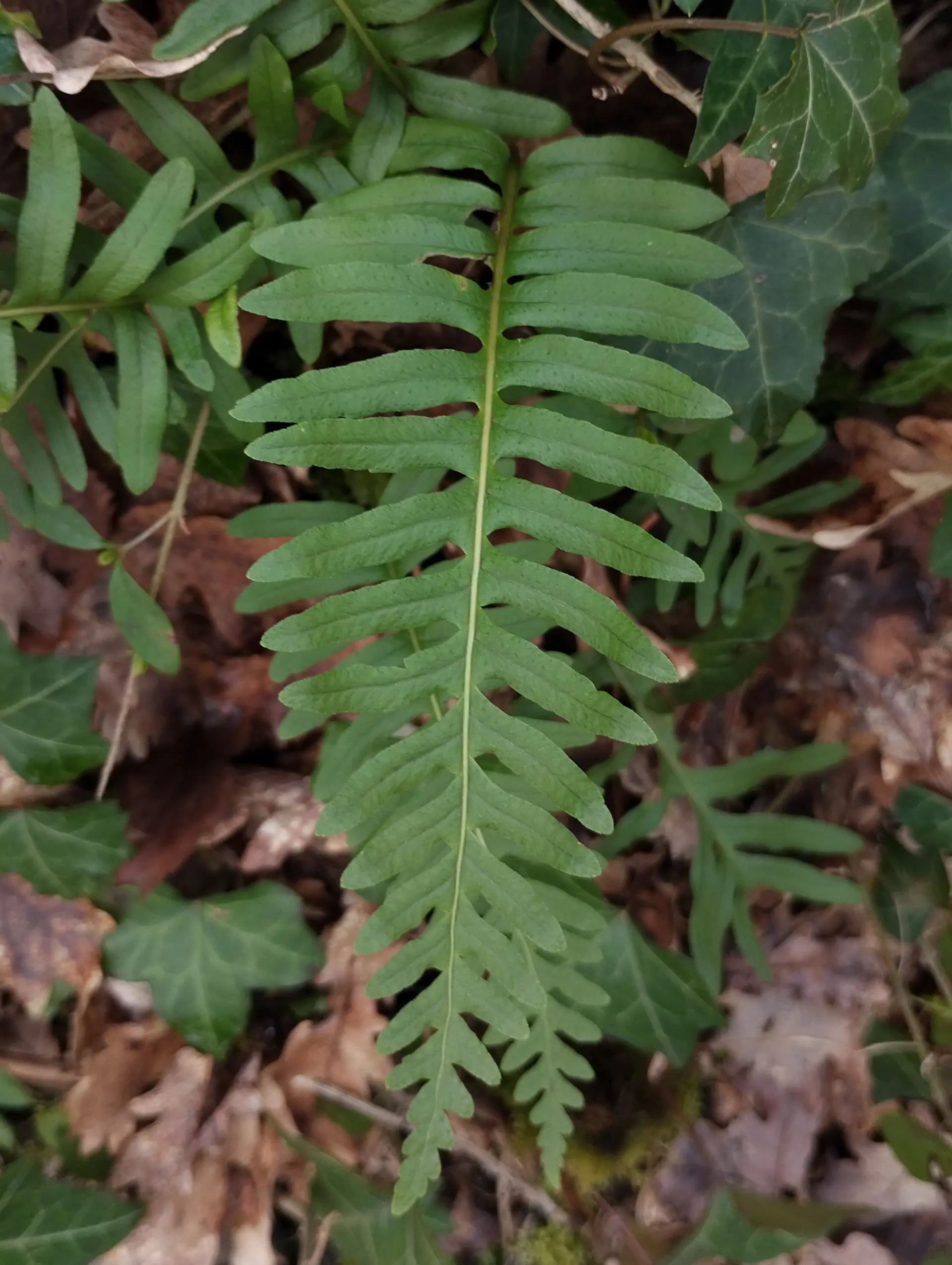 img/polypodium-interjectum-2.webp