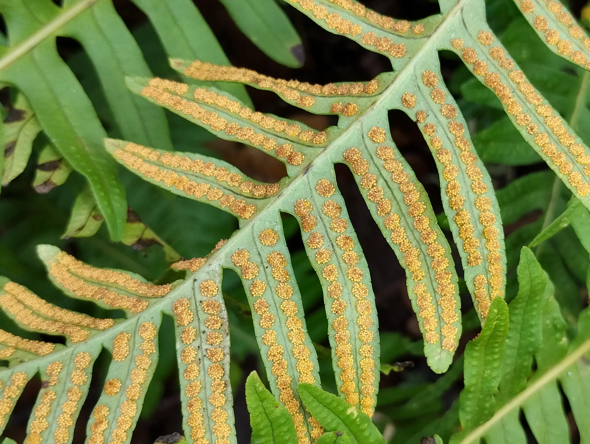 img/polypodium-interjectum-3.webp