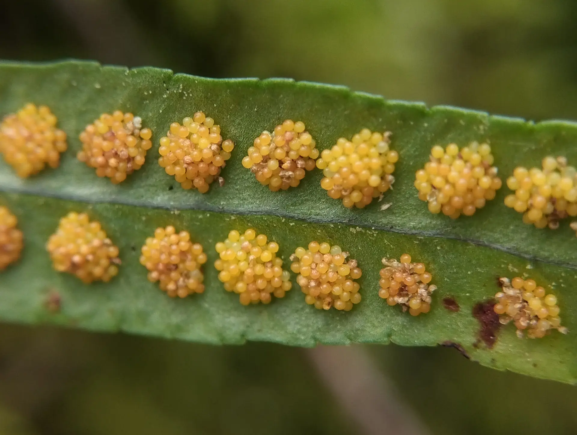 img/polypodium-interjectum-4.webp