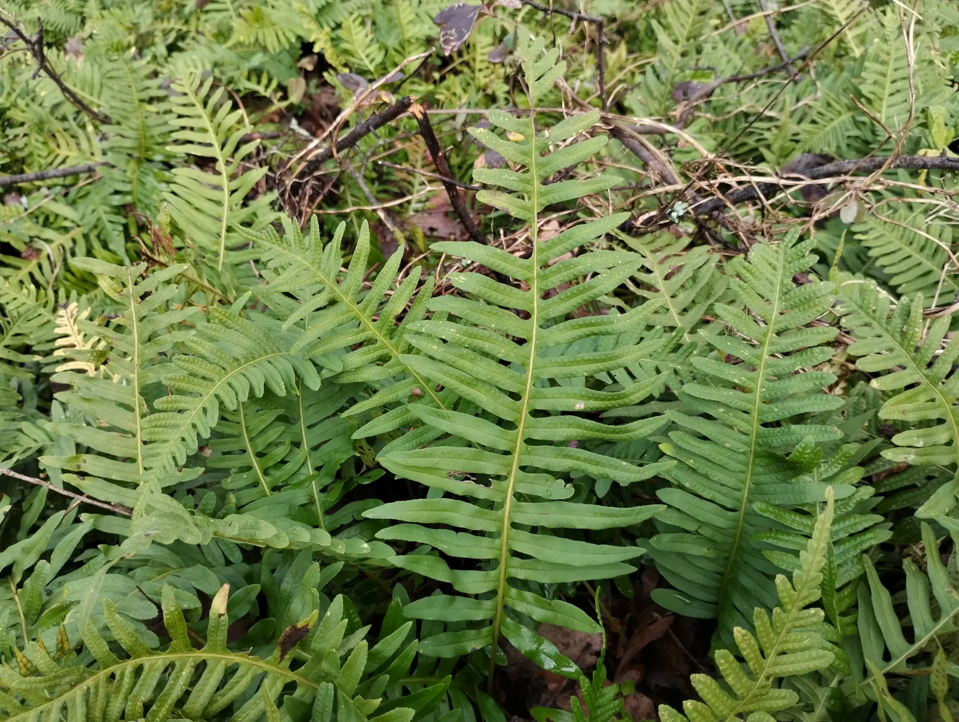 img/polypodium-interjectum-5.webp