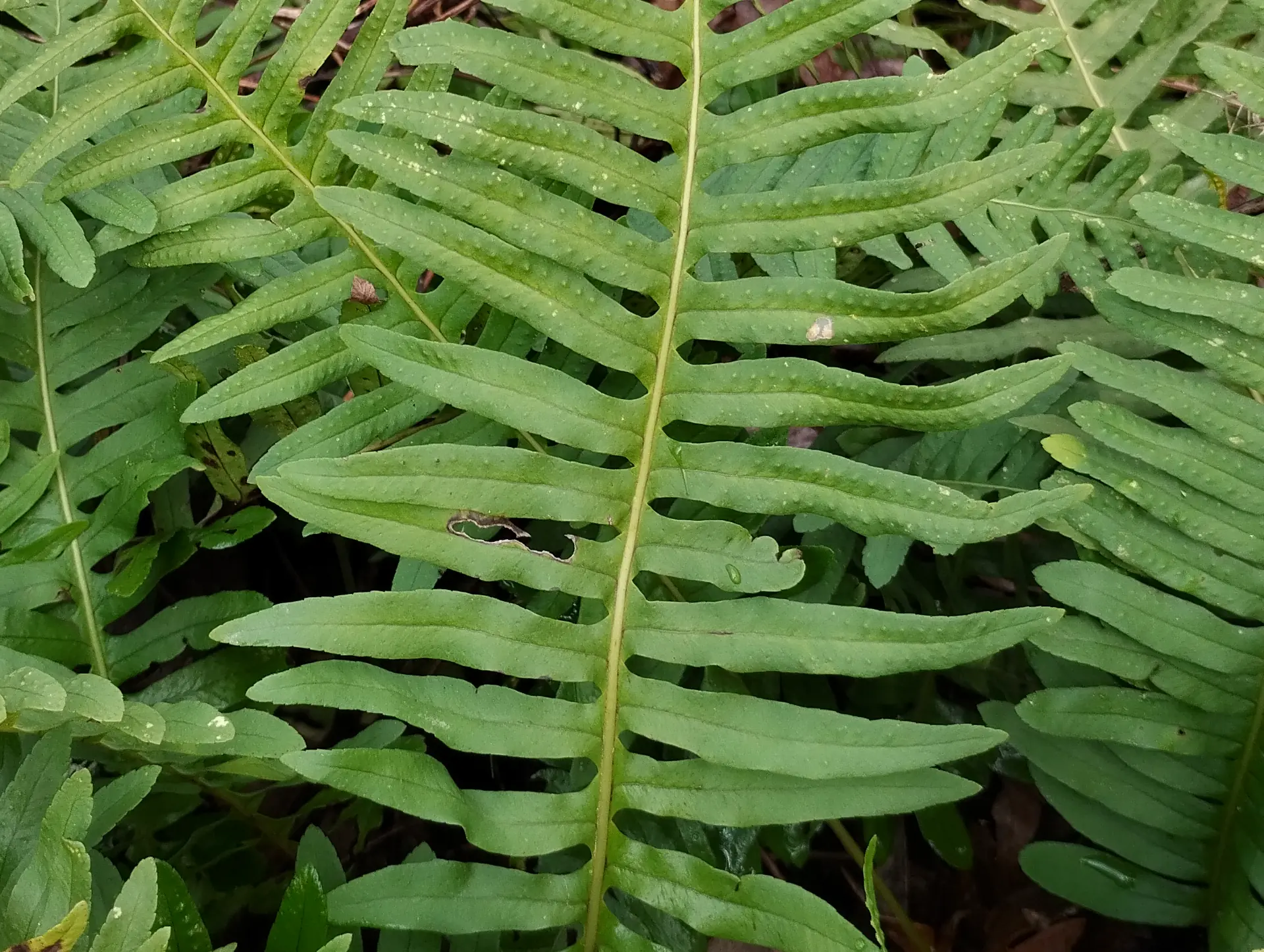img/polypodium-interjectum-6.webp