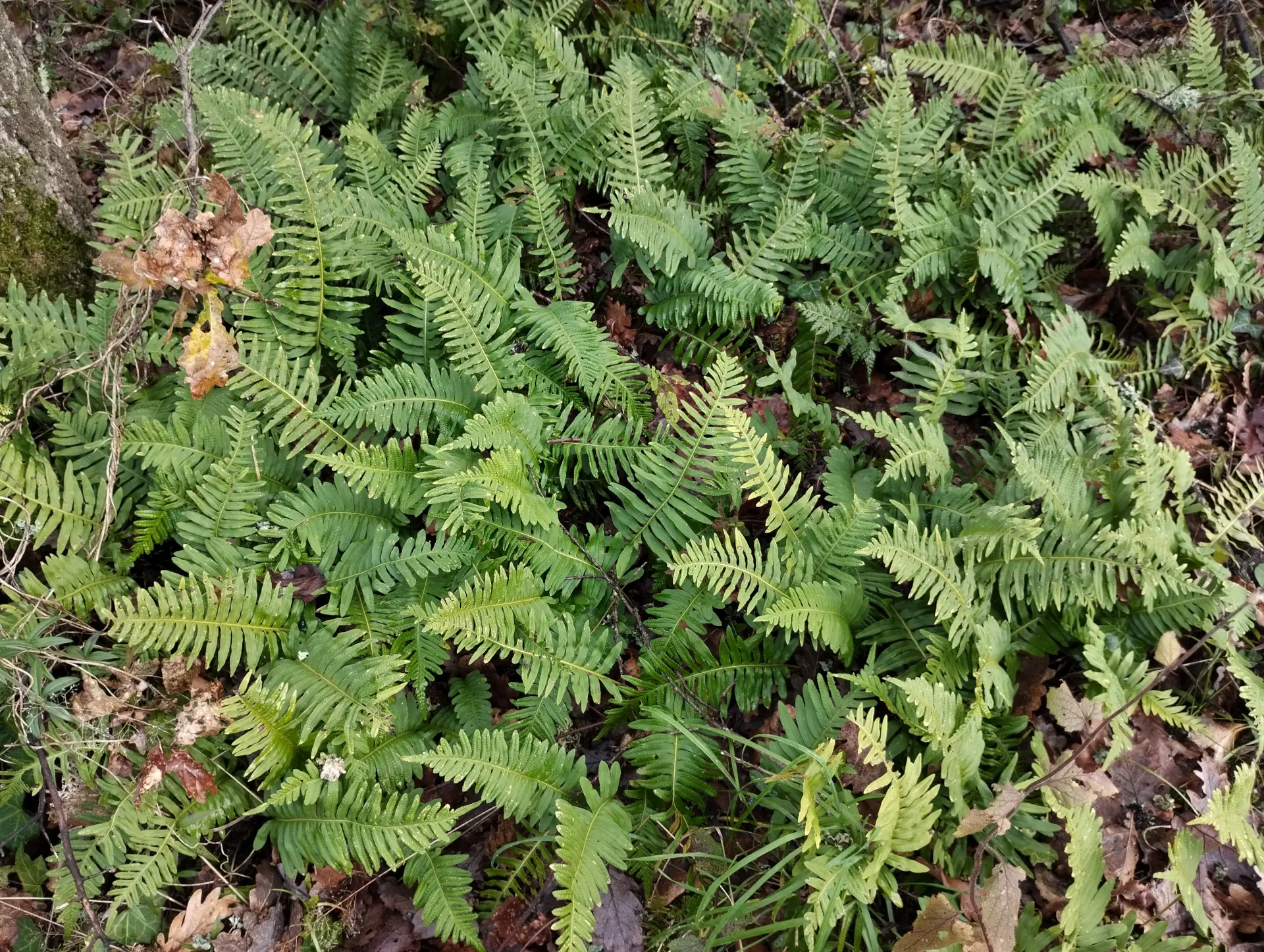 img/polypodium-interjectum-7.webp