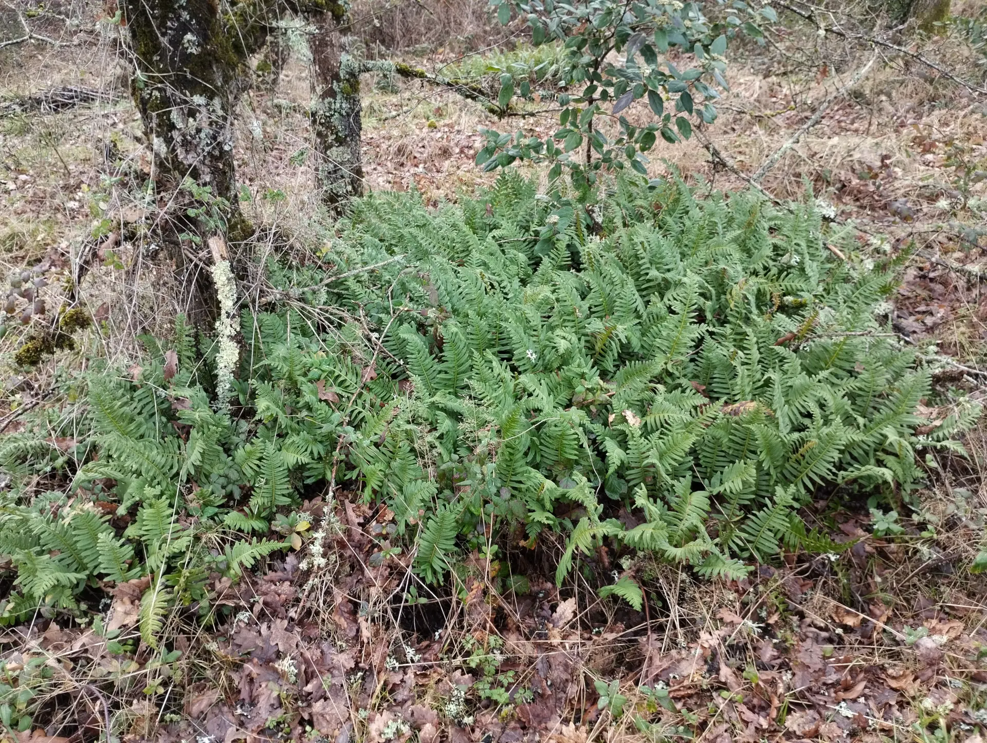 img/polypodium-interjectum-8.webp