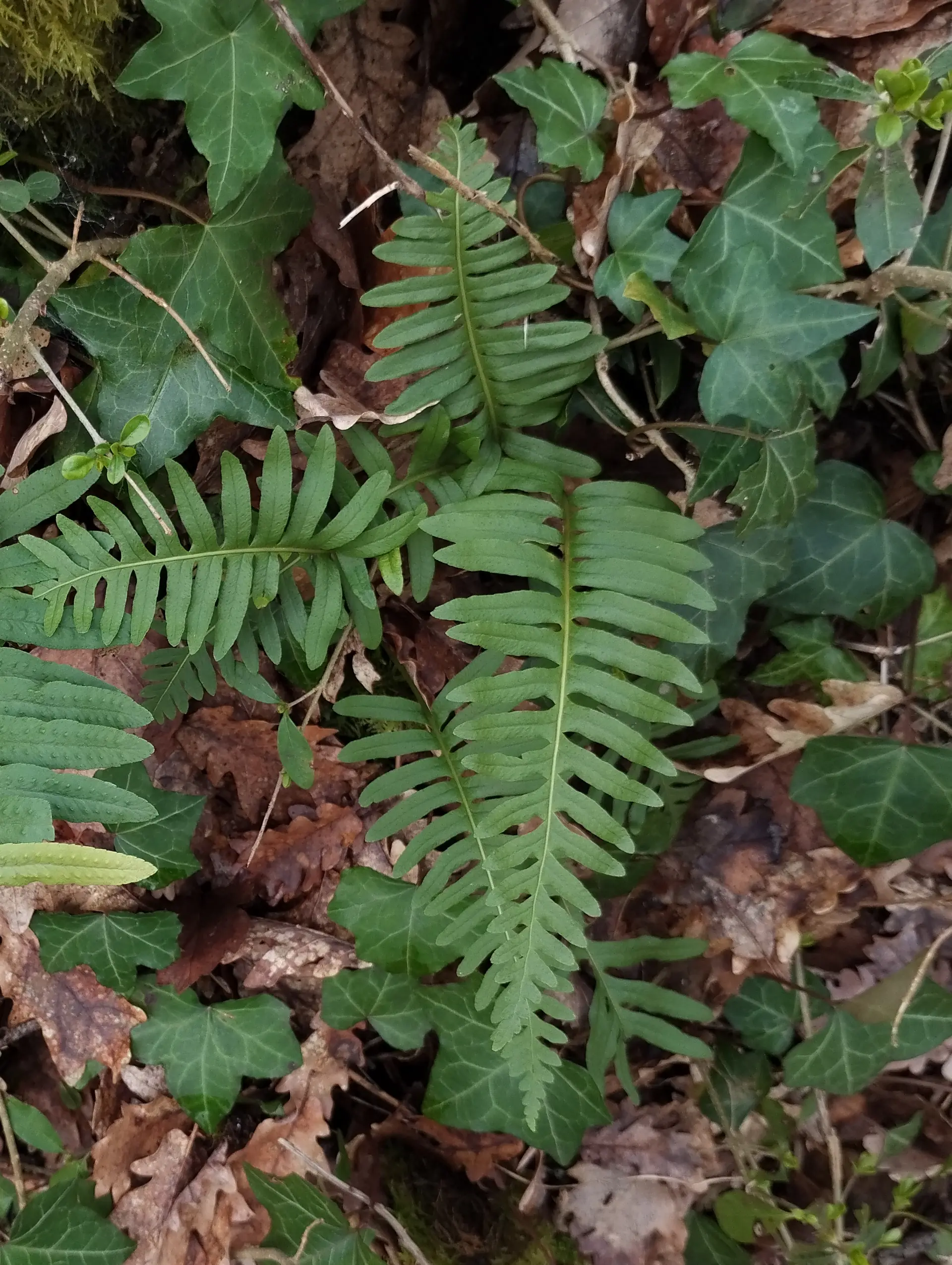 img/polypodium-interjectum.webp