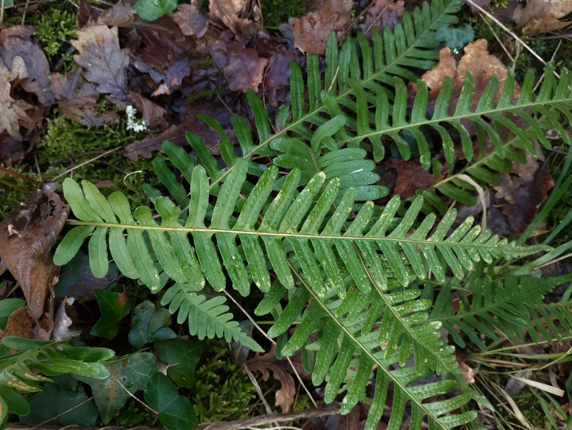 img/polypodium-vulgare-10.webp