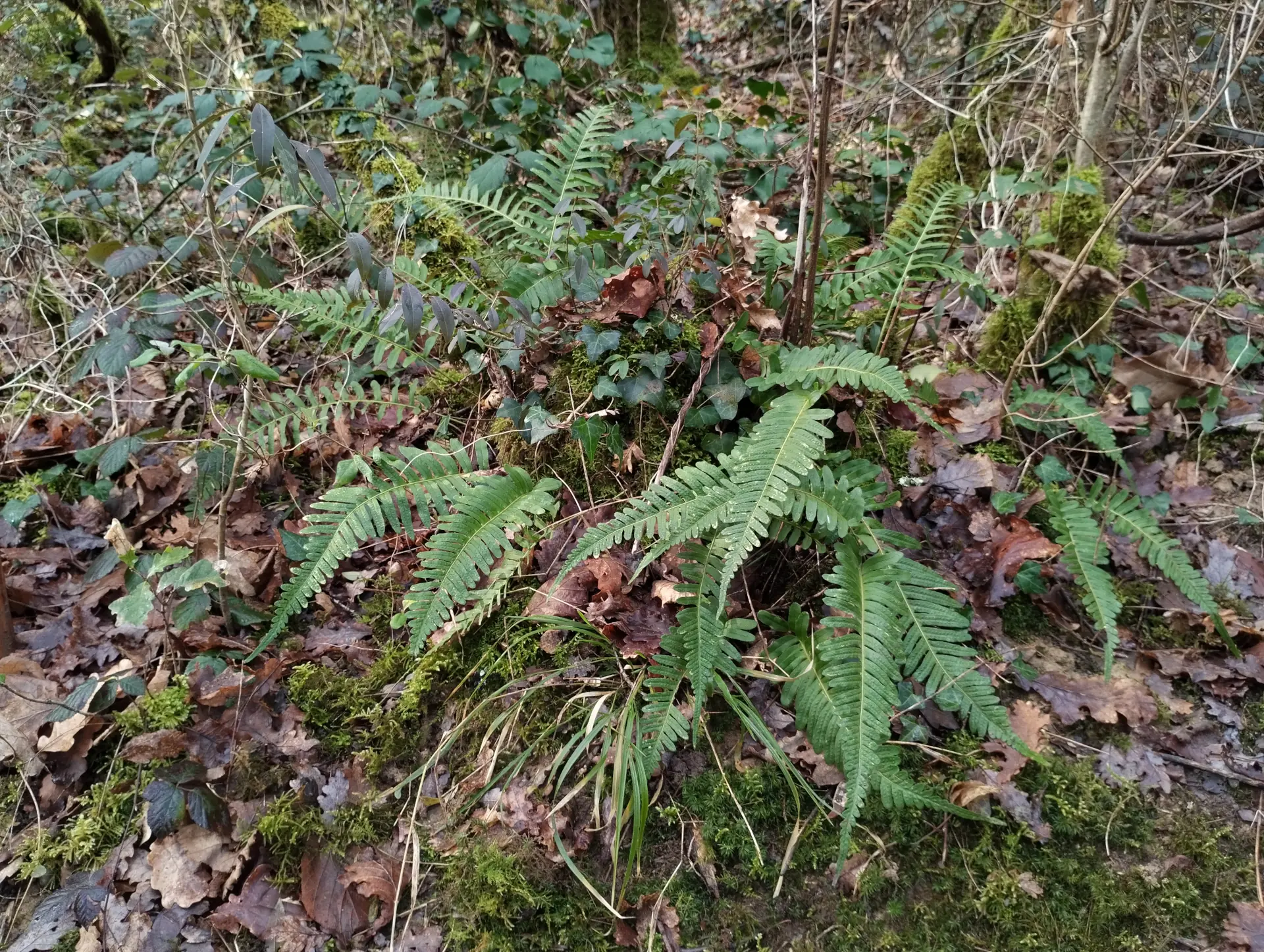 img/polypodium-vulgare-11.webp