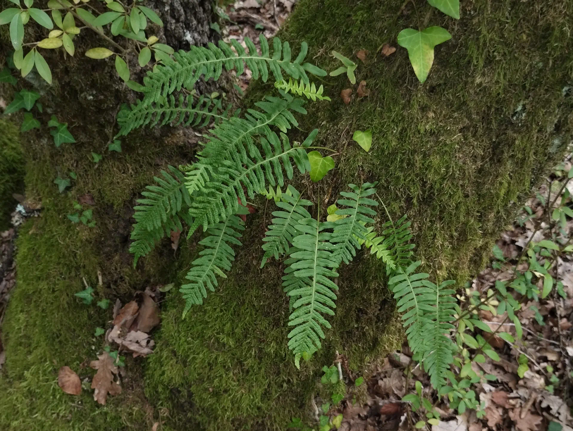 img/polypodium-vulgare-12.webp