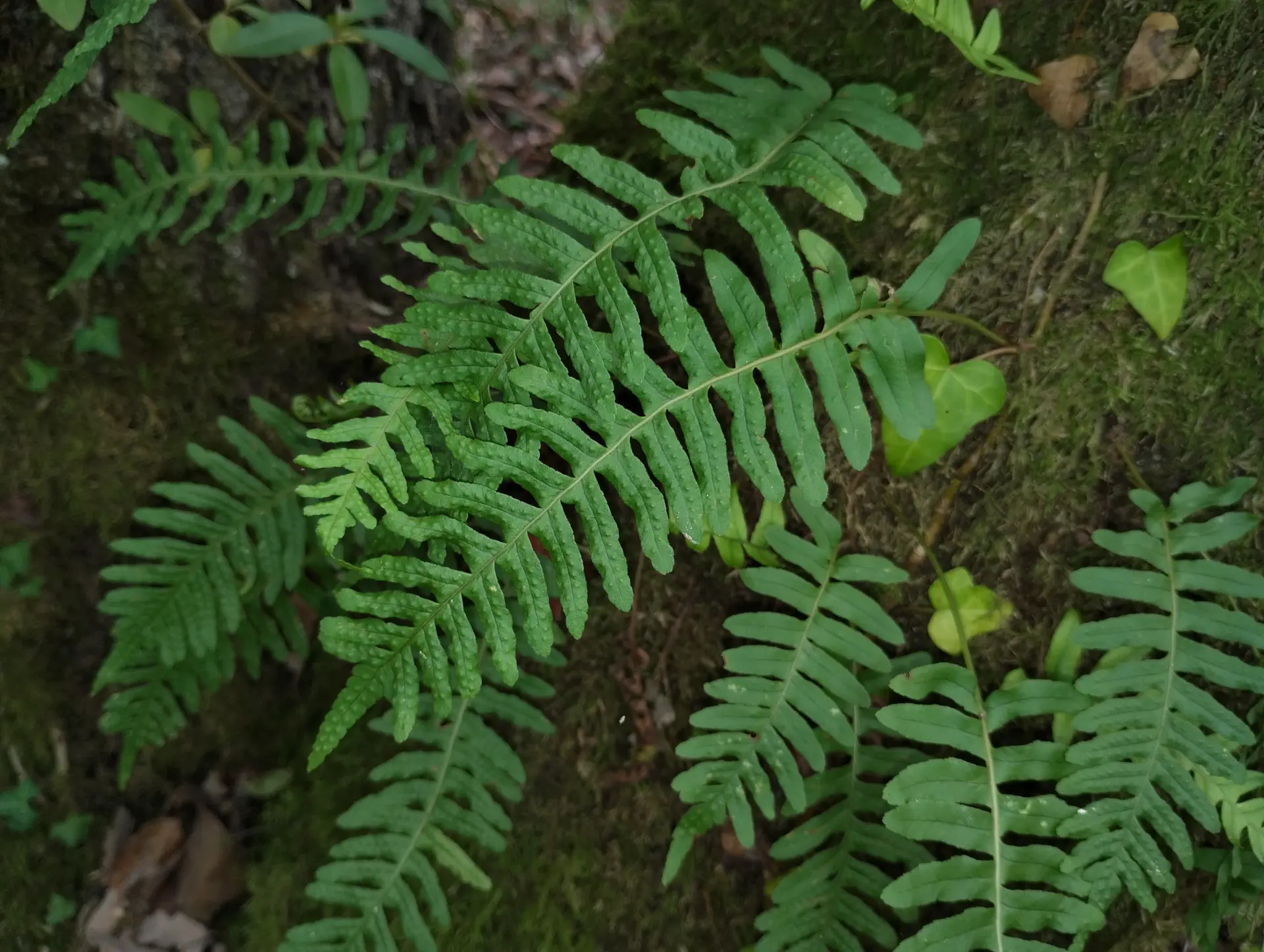 img/polypodium-vulgare-13.webp