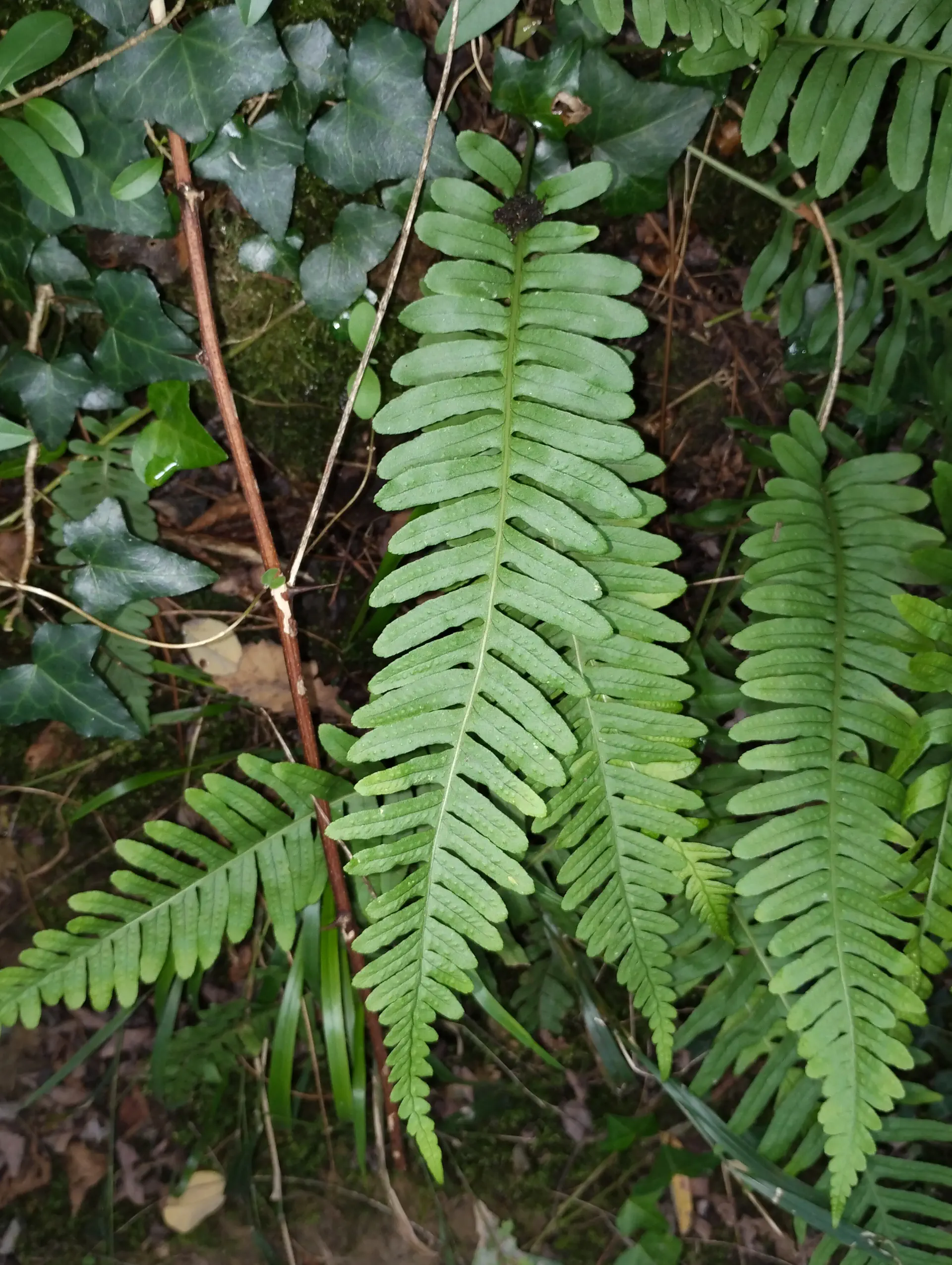 img/polypodium-vulgare-14.webp