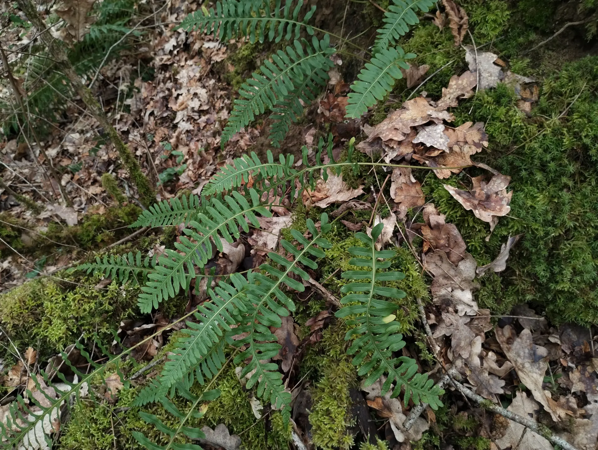 img/polypodium-vulgare-2.webp