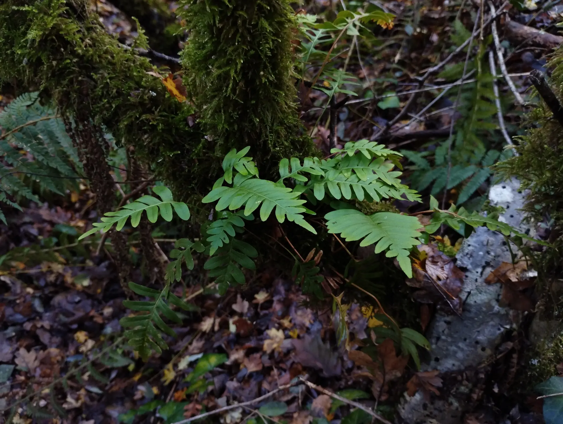img/polypodium-vulgare-3.webp