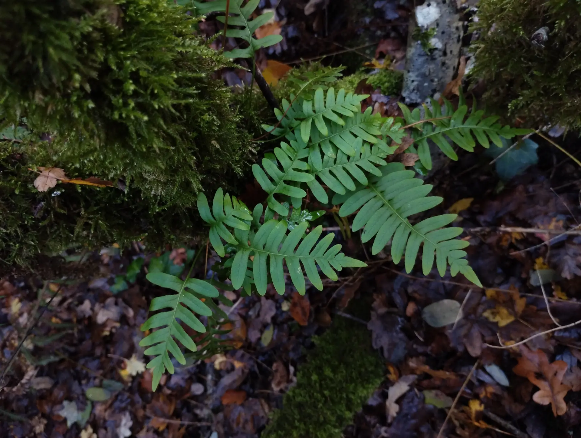 img/polypodium-vulgare-4.webp