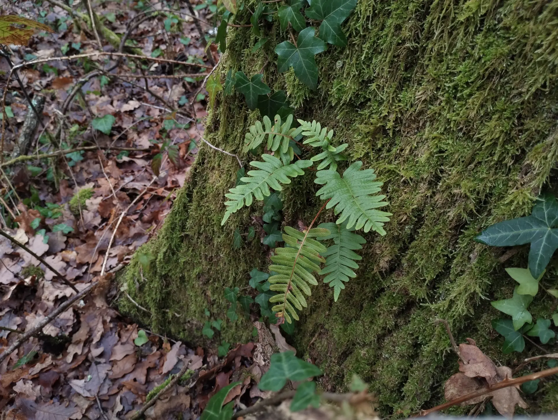 img/polypodium-vulgare-5.webp