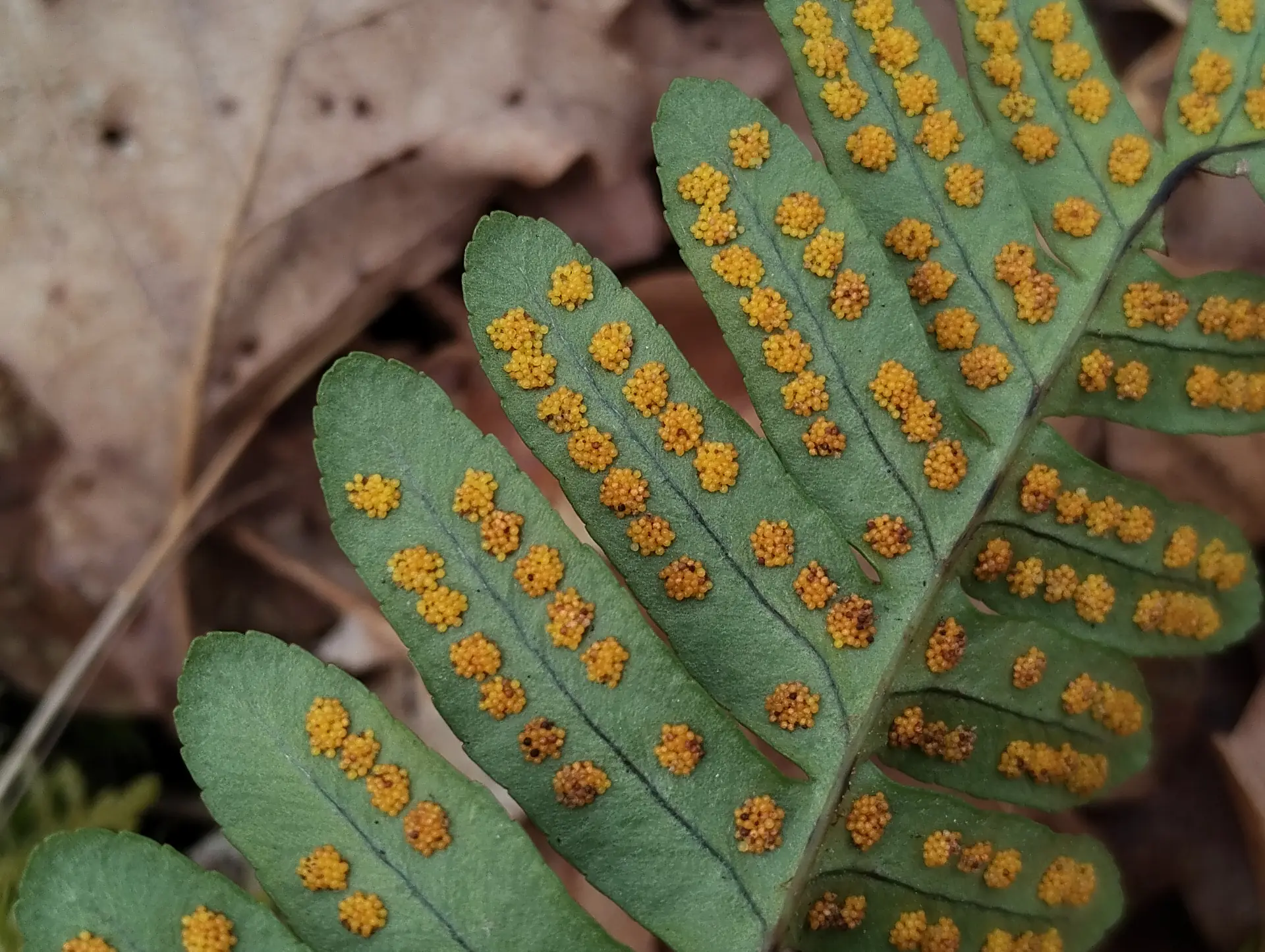 img/polypodium-vulgare-6.webp