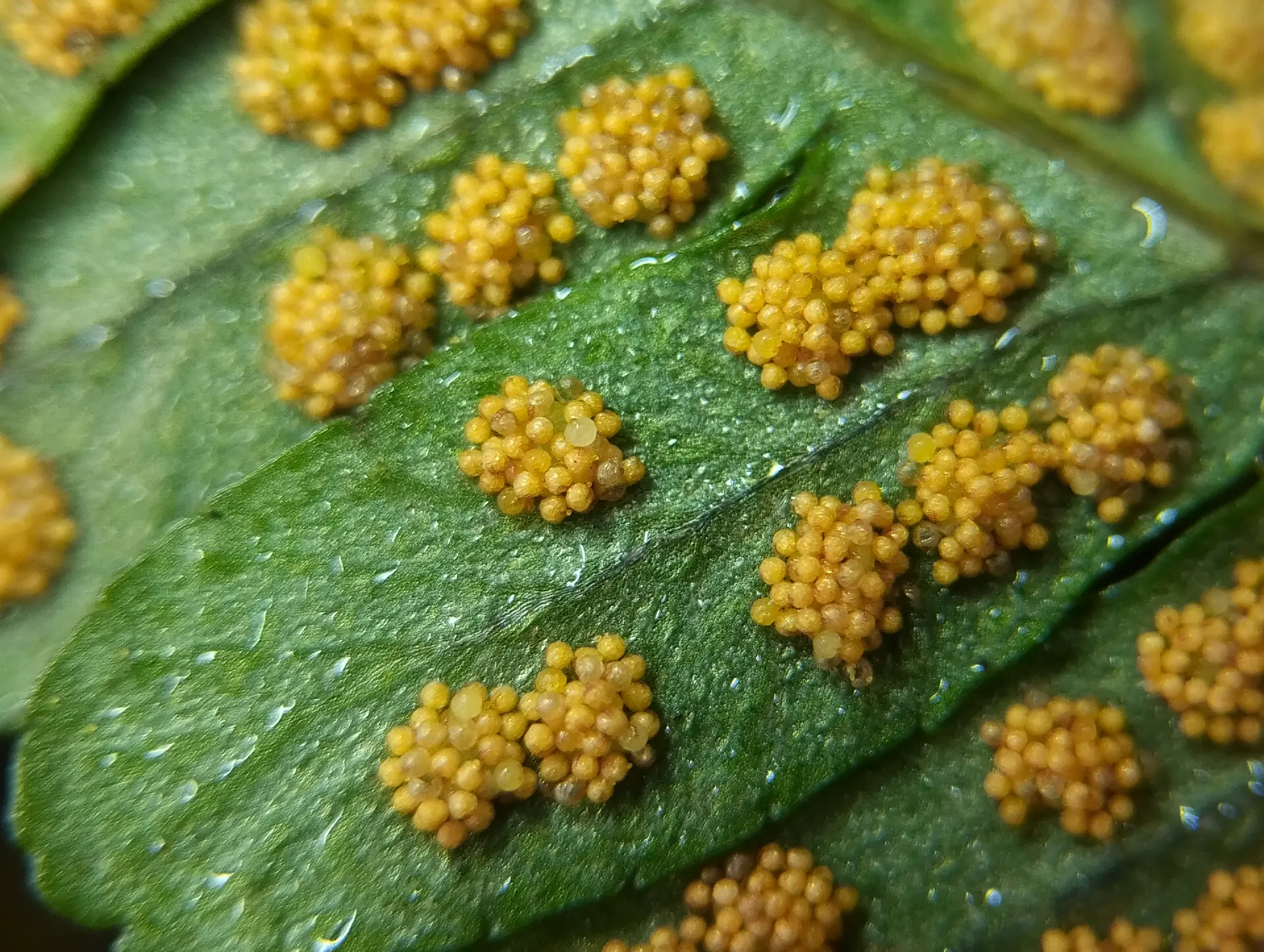 img/polypodium-vulgare-7.webp