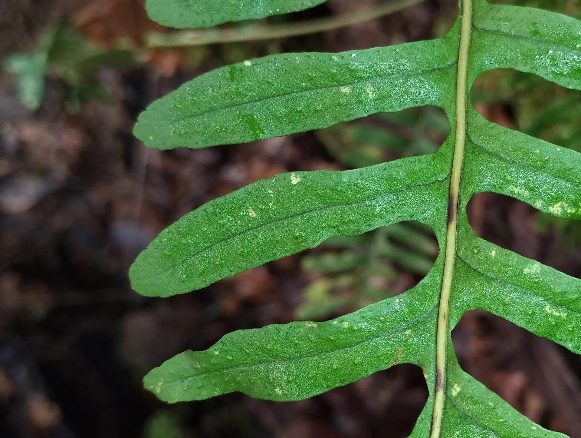 img/polypodium-vulgare-8.webp
