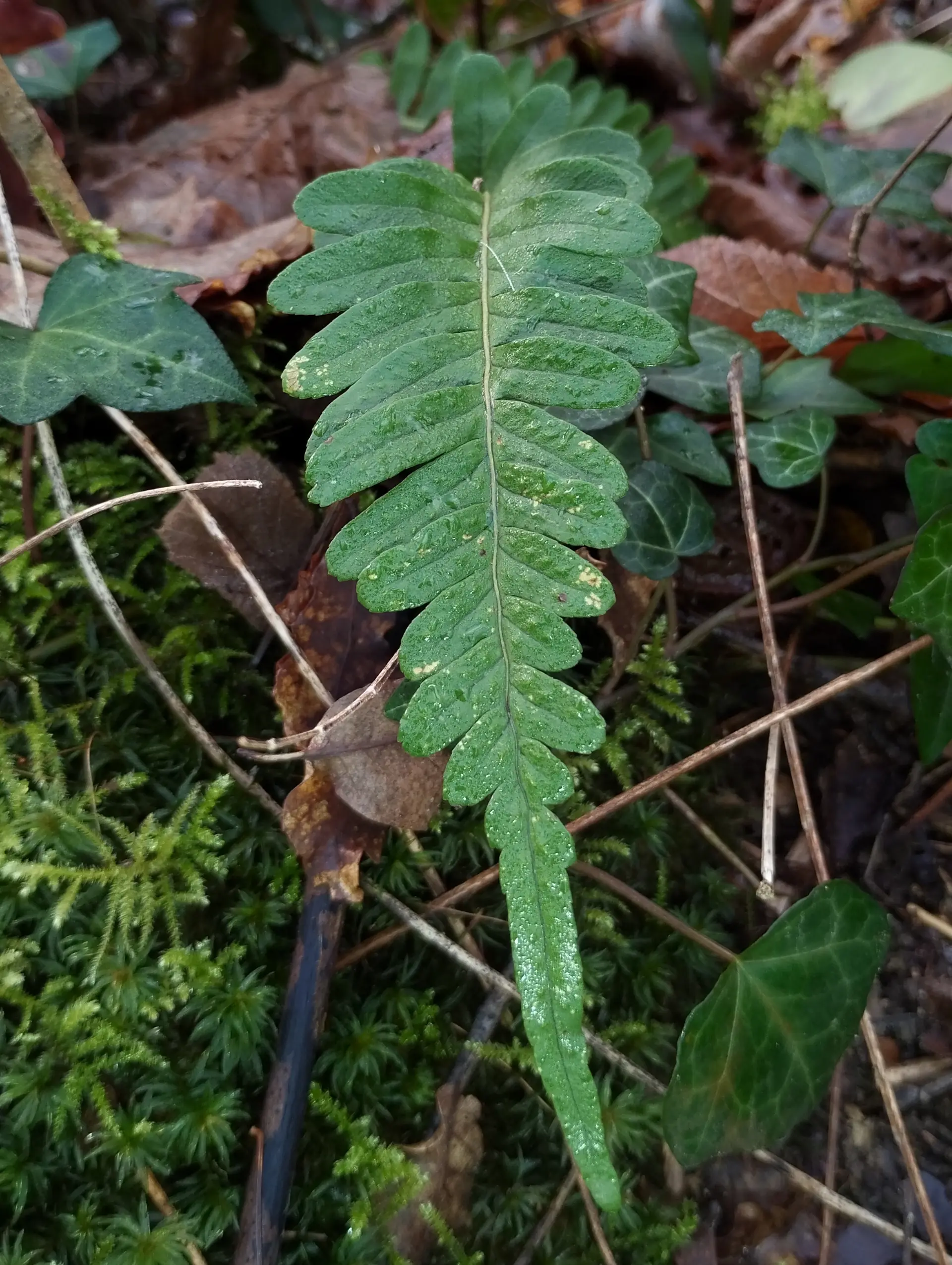 img/polypodium-vulgare-9.webp