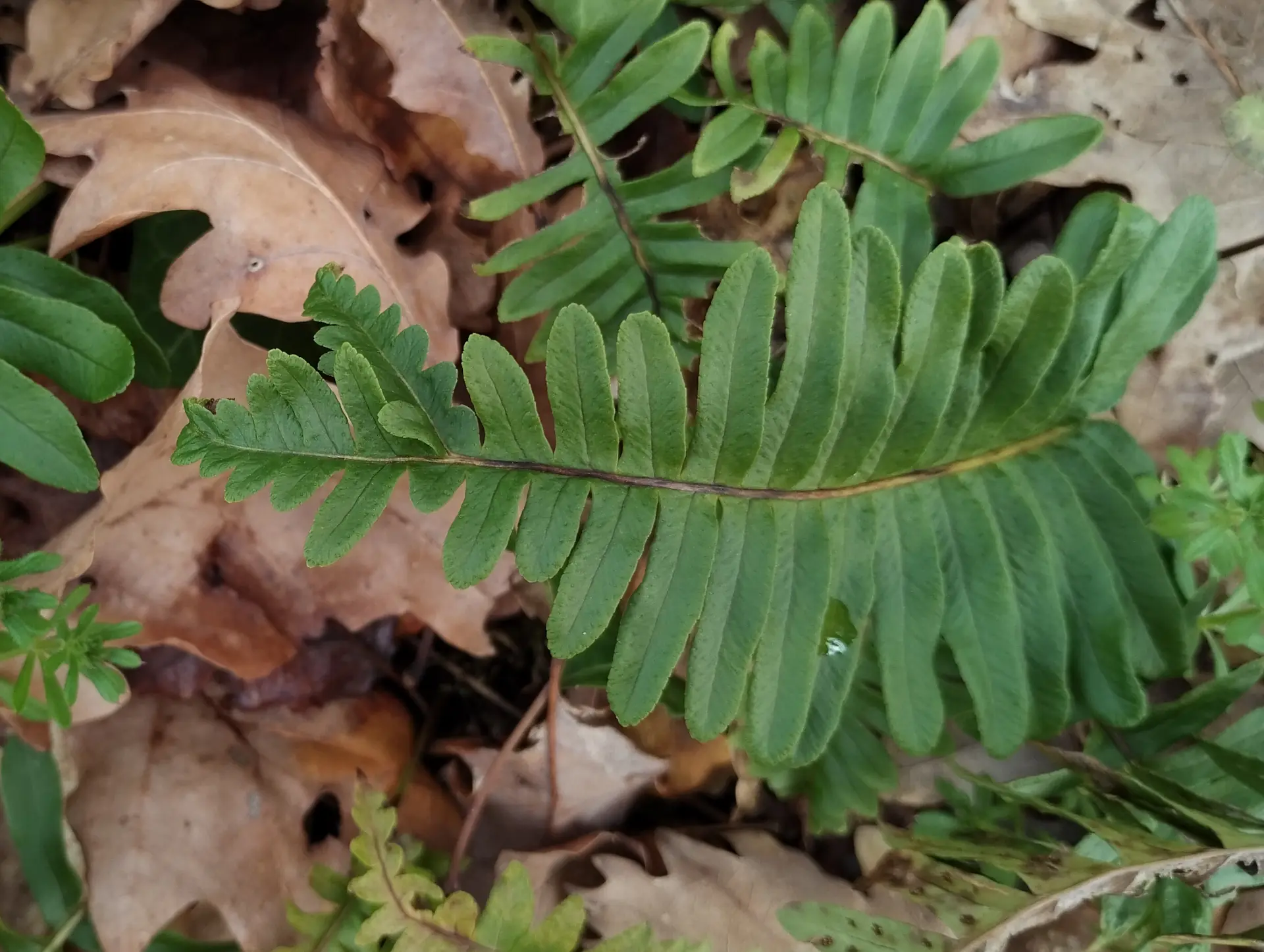 img/polypodium-vulgare-anomaly.webp