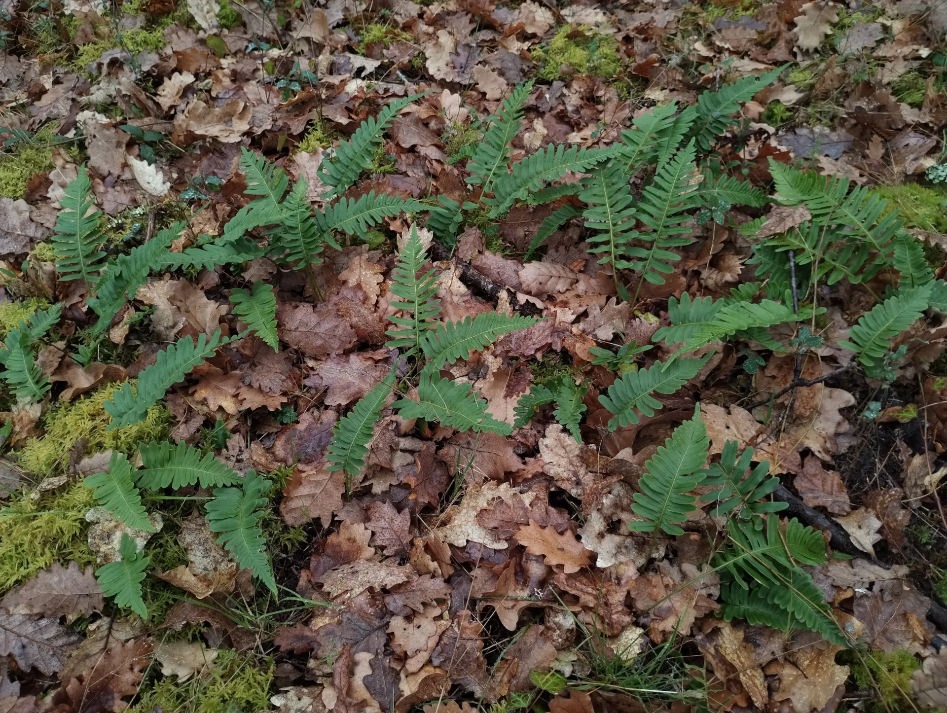 img/polypodium-vulgare.webp