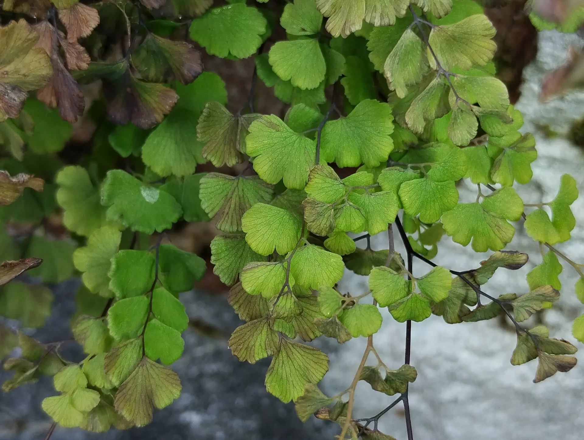 img/adiantum-capillus-veneris-2.webp