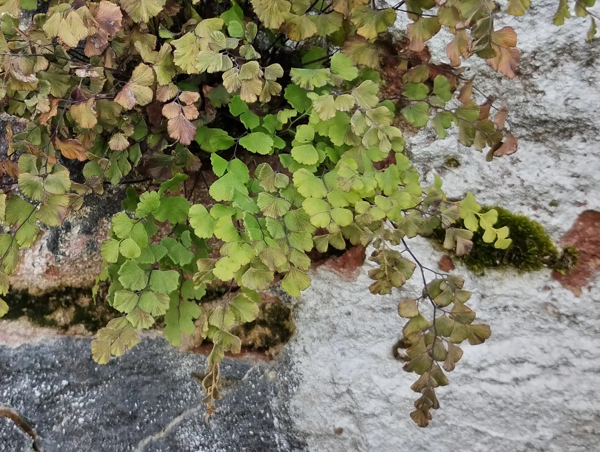 img/adiantum-capillus-veneris-3.webp