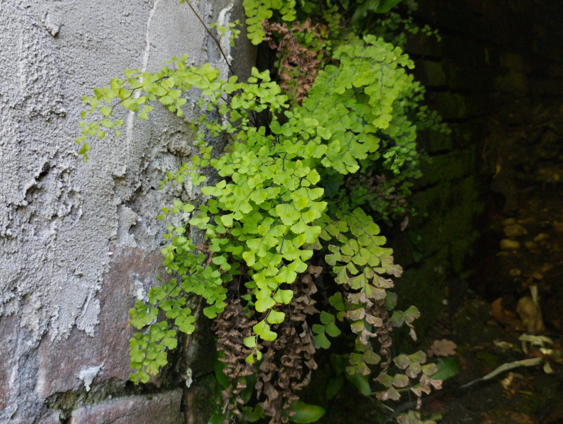 img/adiantum-capillus-veneris-4.webp
