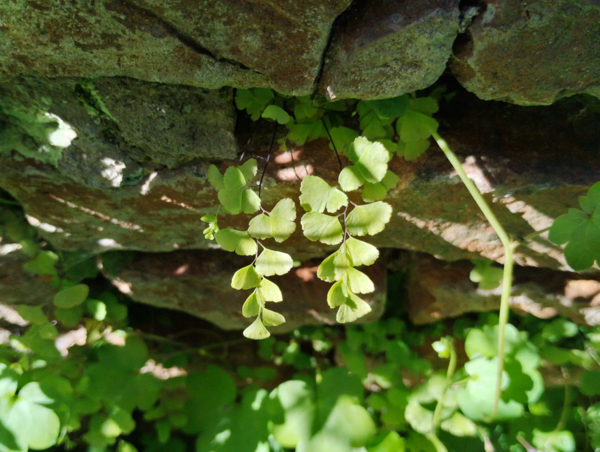img/adiantum-capillus-veneris-5.webp