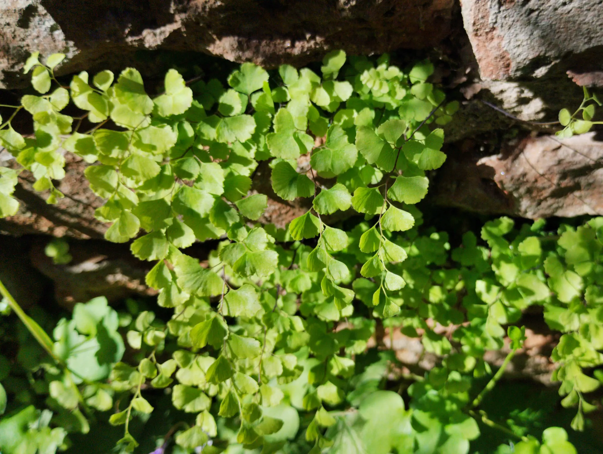 img/adiantum-capillus-veneris-6.webp