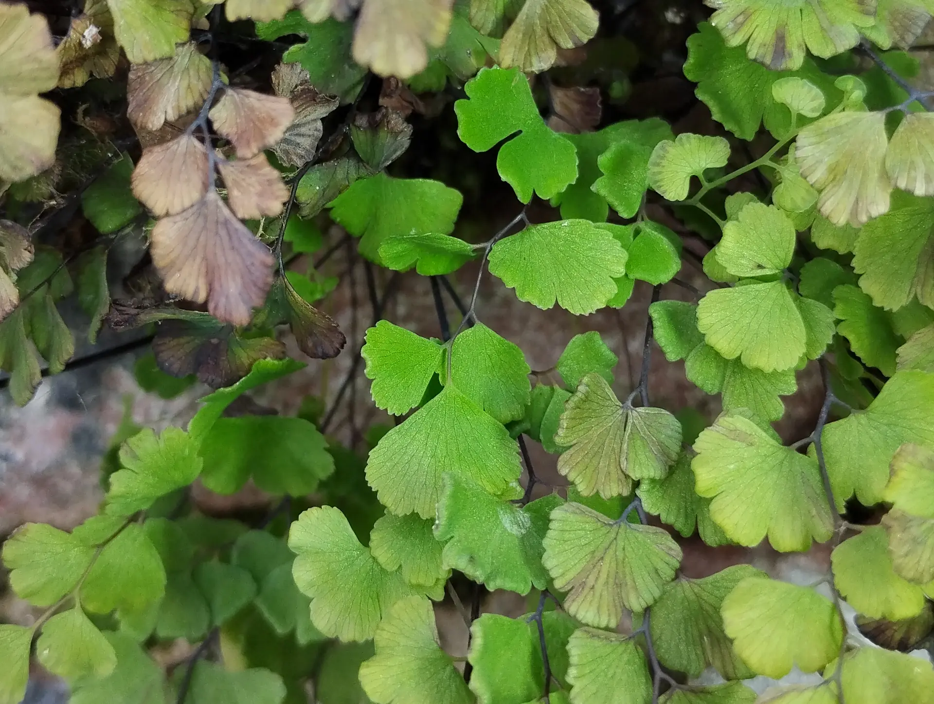 img/adiantum-capillus-veneris.webp
